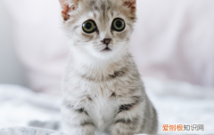 小猫小时候应该吃什么 小猫小时候吃什么好