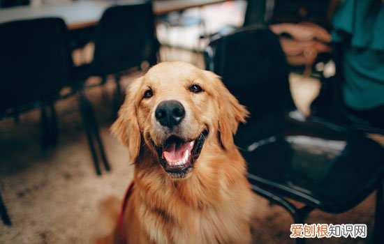 高加索 有多大 高加索多大才开始听话