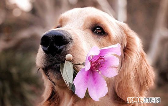 比格跟史宾格区别 比格犬和史宾格的区别