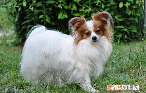 边牧和蝴蝶犬串串聪明吗 边牧与蝴蝶犬的区别