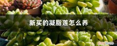 凝脂莲怎么繁殖 新买的凝脂莲怎么养