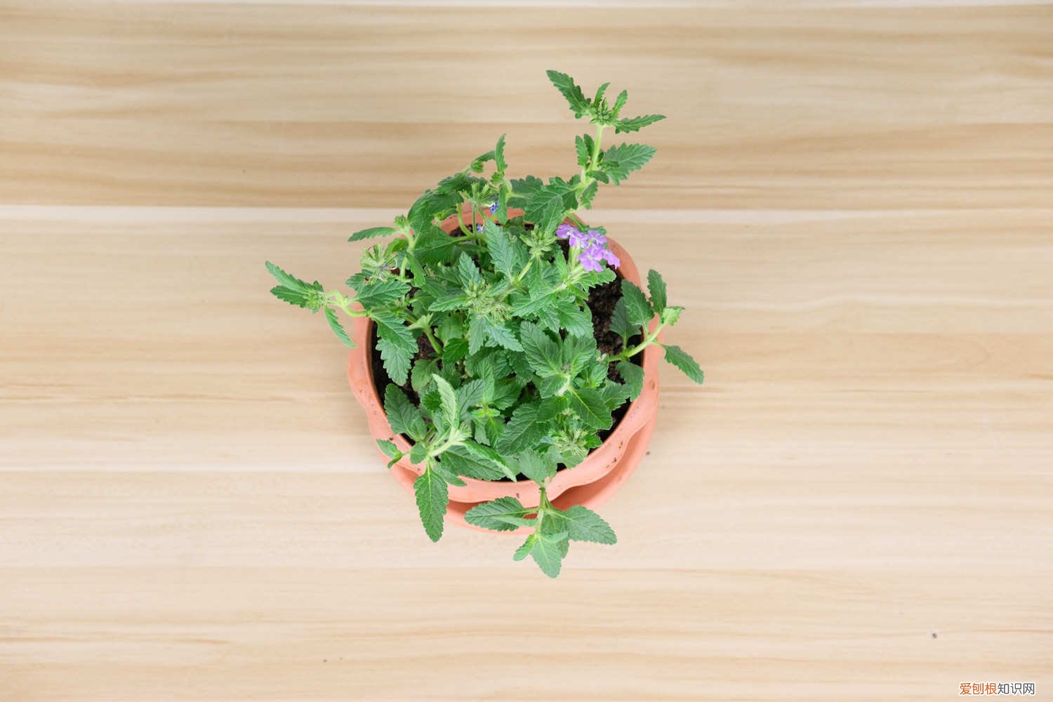 细叶美女樱能过冬吗 新买的细叶美女樱怎么养