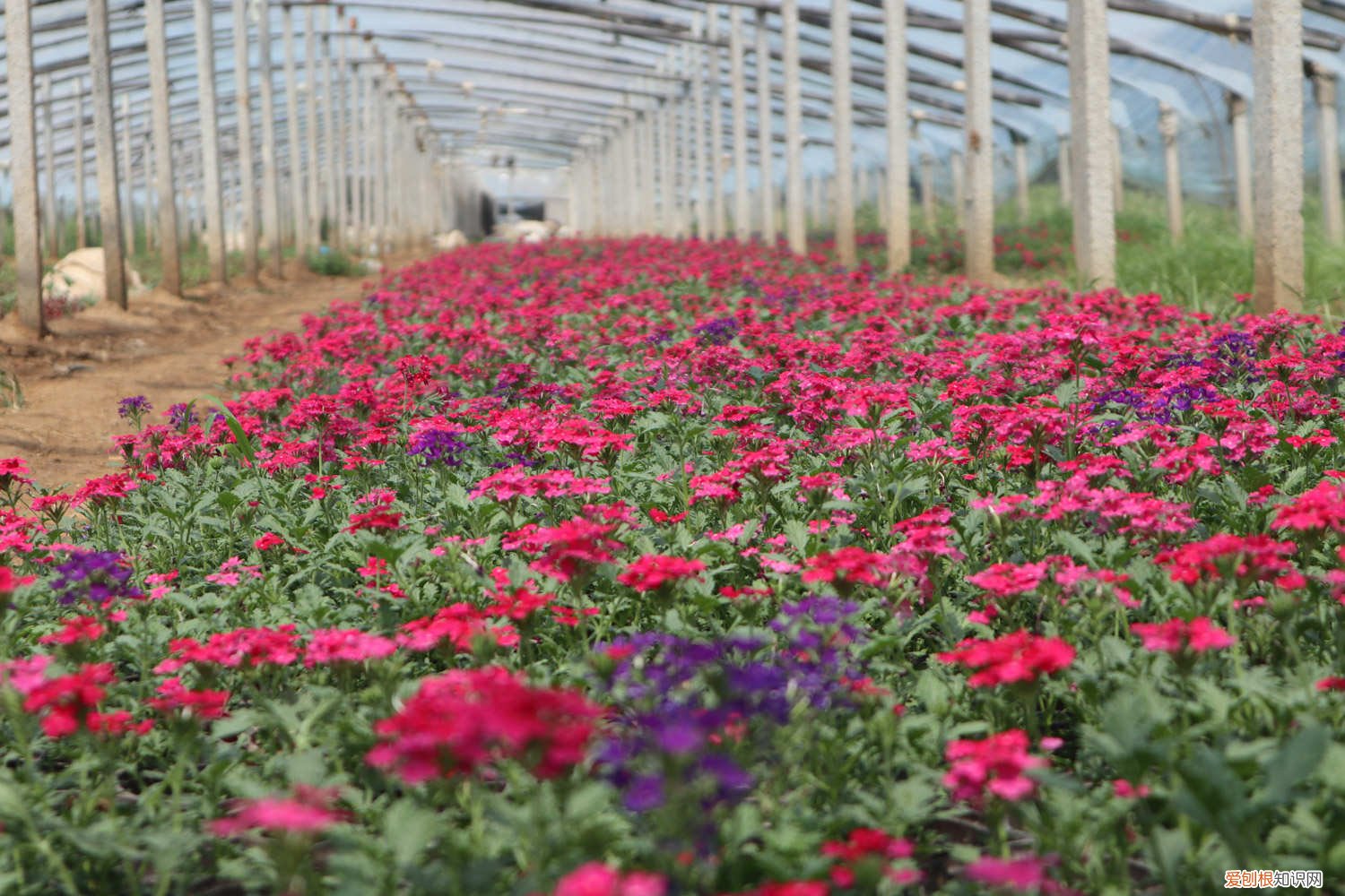 细叶美女樱能过冬吗 新买的细叶美女樱怎么养