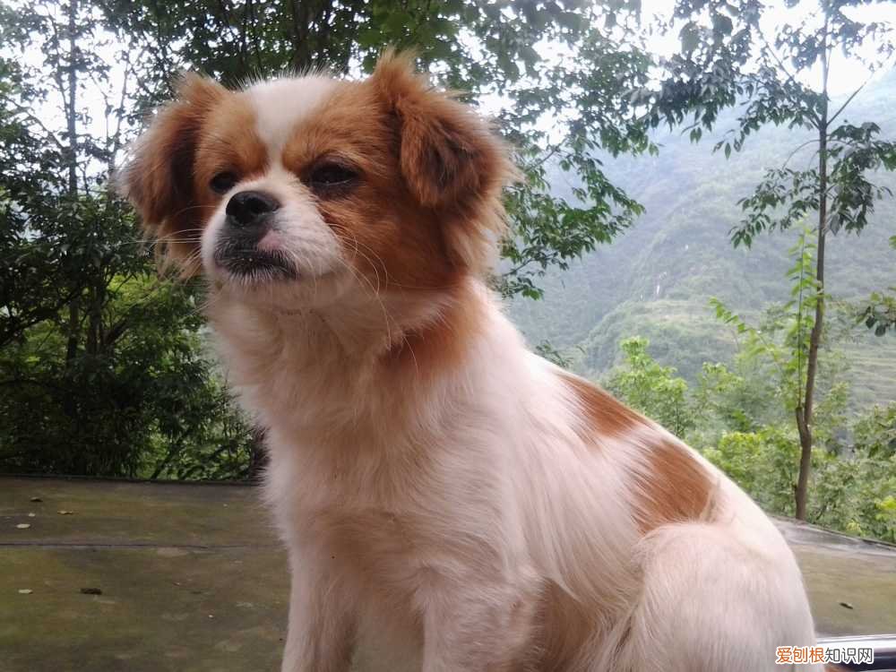 蝴蝶犬和狐狸犬杂交 蝴蝶犬和狐狸犬的区别