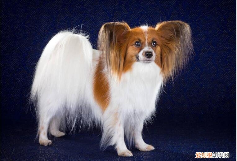 蝴蝶犬优缺点及适合人群 蝴蝶犬的优缺点