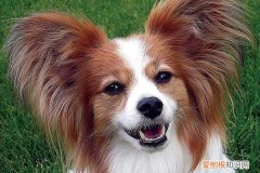 蝴蝶犬的特性与饲养 蝴蝶犬优缺点分析