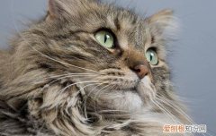挪威的森林猫怎么区分 长毛田园猫和挪威森林猫区别