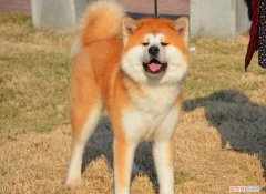 忠犬八公是什么狗秋田犬 忠犬八公是什么狗