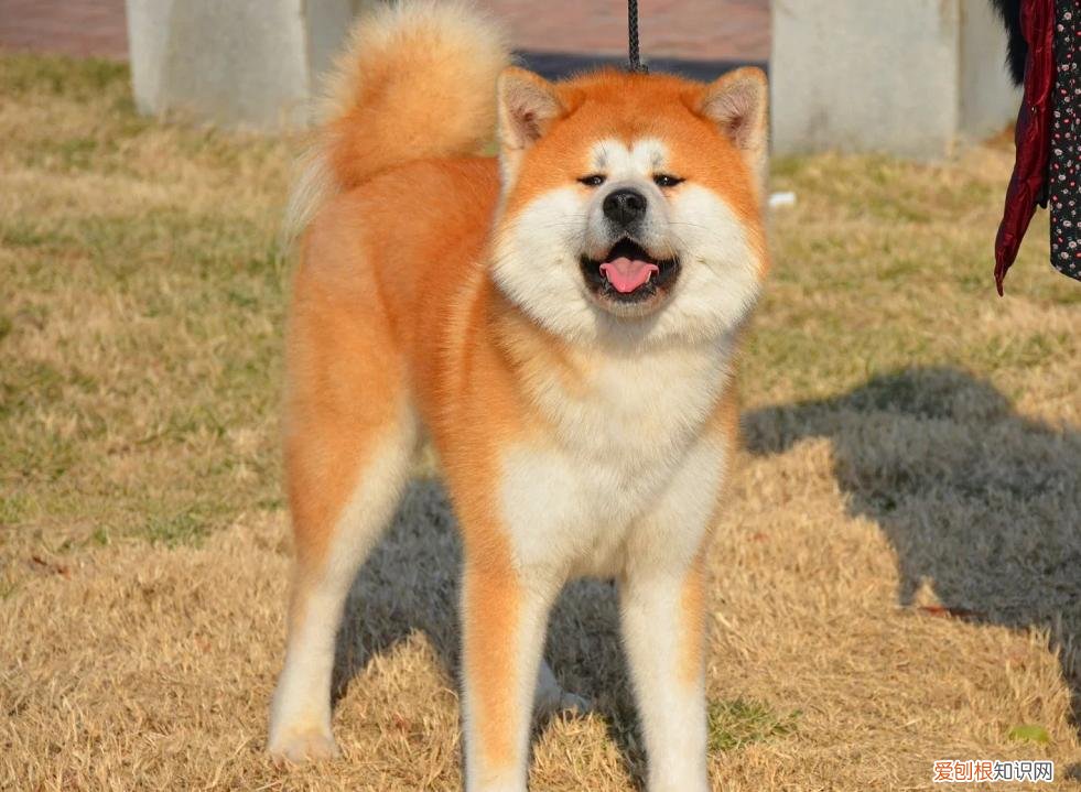 忠犬八公是什么狗秋田犬 忠犬八公是什么狗