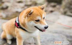 特别像柴犬的土狗 为什么柴犬长得像土狗