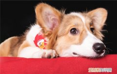 纯种柴犬耳朵应该是怎么样的 从耳朵分辨柴犬和土狗