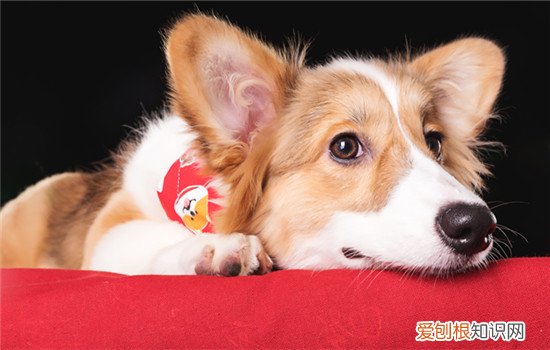 纯种柴犬耳朵应该是怎么样的 从耳朵分辨柴犬和土狗