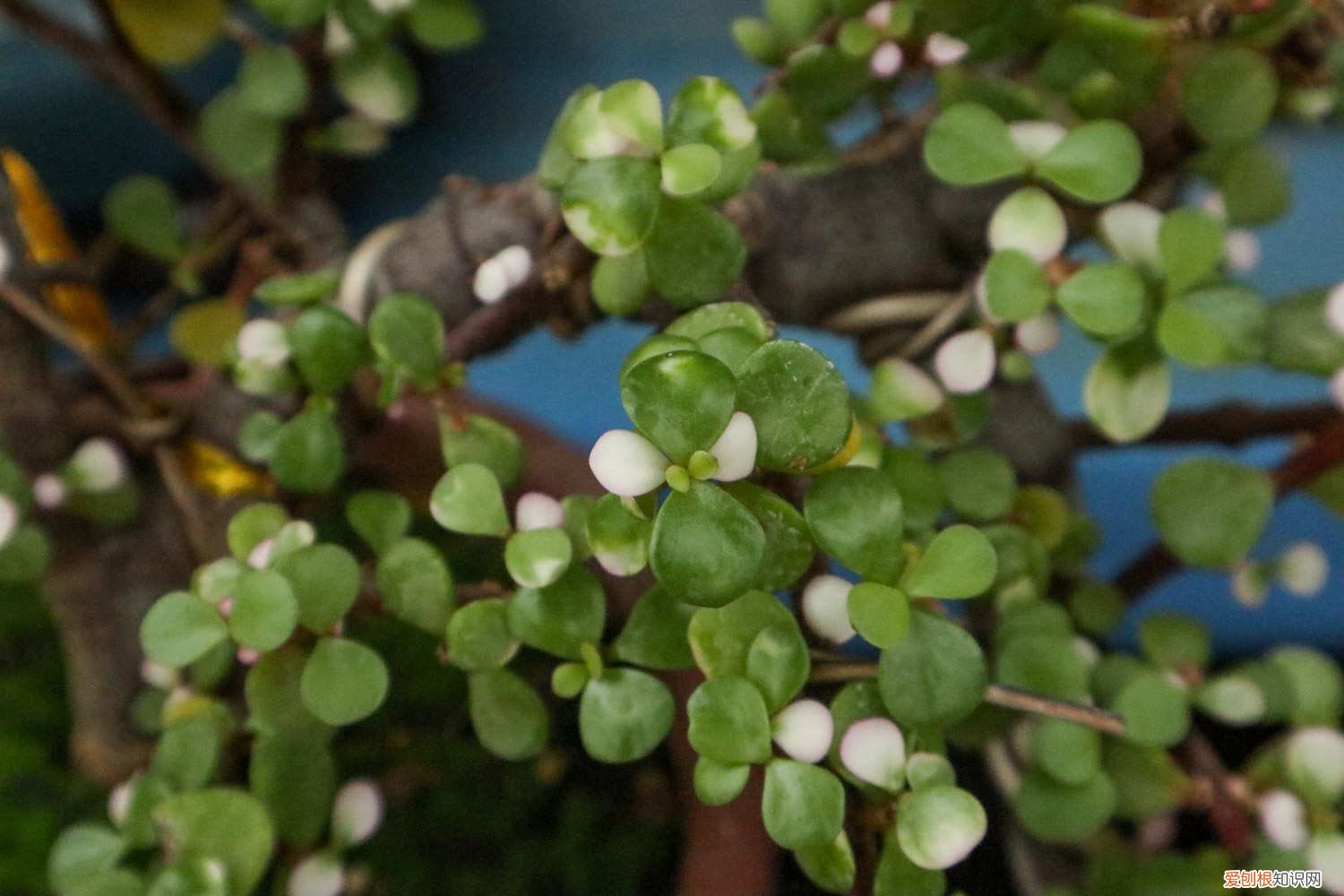 金枝玉叶子可以浇水吗 金枝玉叶浇水浇透吗，浇水多了怎么办