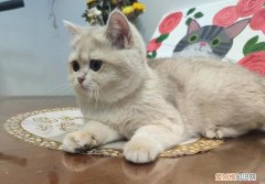 蓝金渐层如何配出来的 蓝金渐层怎么配出来的