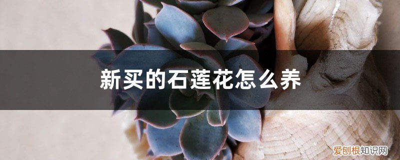 新买的石莲花怎么养好 新买的石莲花怎么养