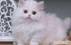 拿破仑猫属于什么猫 拿破仑猫属于什么品种