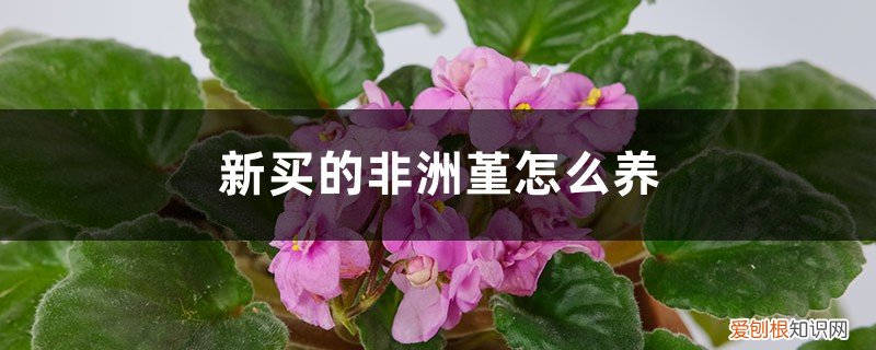 非洲堇花怎么养 新买的非洲堇怎么养