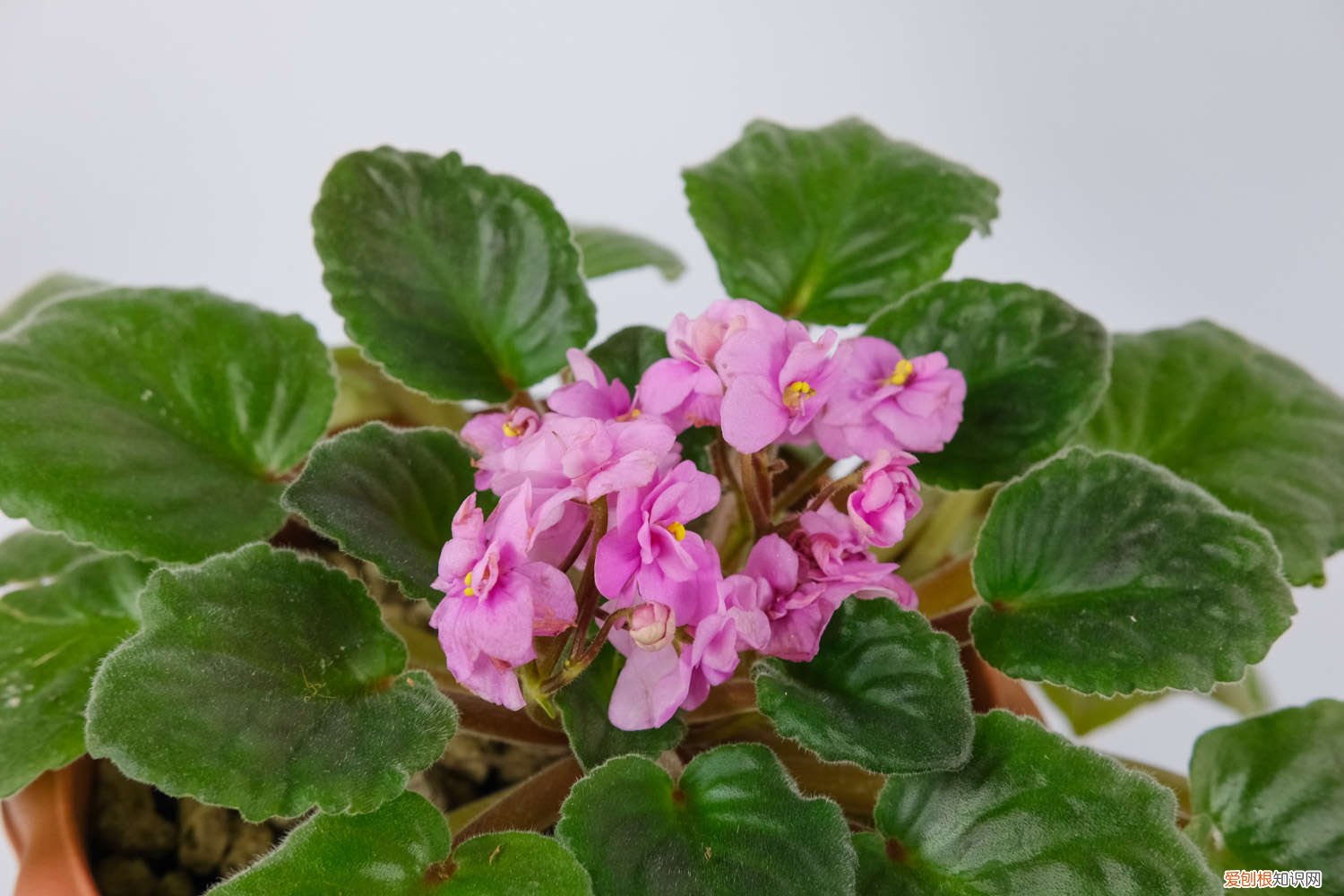 非洲堇花怎么养 新买的非洲堇怎么养