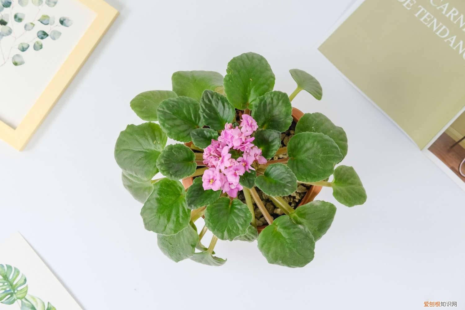 非洲堇花怎么养 新买的非洲堇怎么养