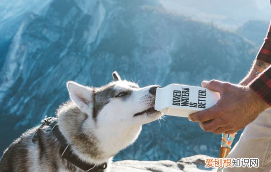 二哈是不是傻 二哈是真傻还是假傻