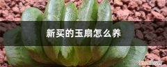 紫玉扇怎么养 新买的玉扇怎么养