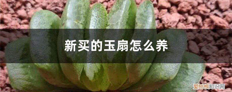 紫玉扇怎么养 新买的玉扇怎么养
