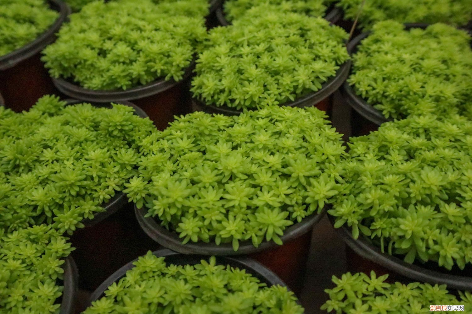 黄金万年草用什么盆 新买的黄金万年草怎么养