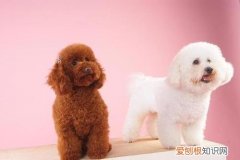 比熊成年后智商能达到什么样 比熊忠诚度高吗