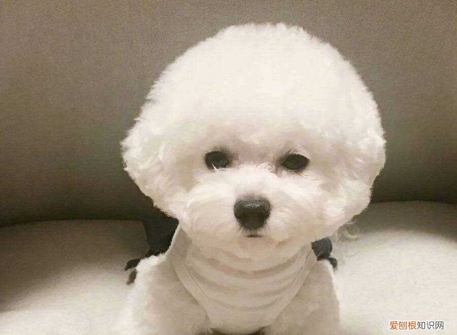 比熊犬优缺点 比熊犬的通病