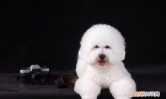 比熊犬的寿命一般是多少年 比熊犬的寿命是几年