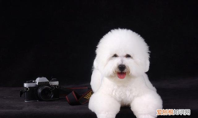 比熊犬的寿命一般是多少年 比熊犬的寿命是几年