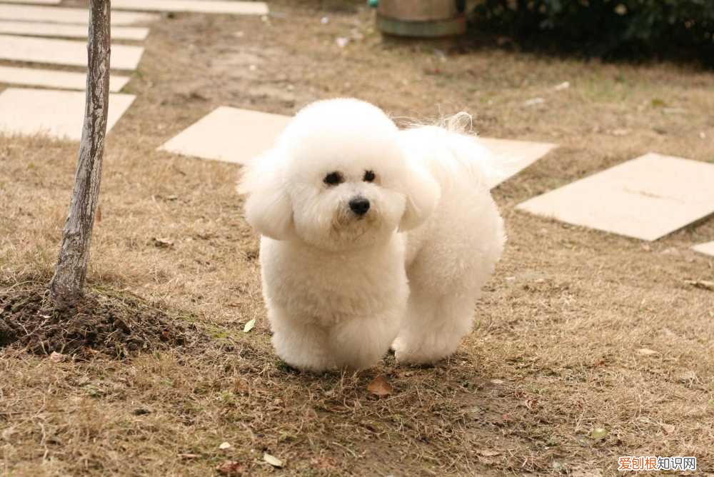 比熊狗狗生气的表现是什么 比熊狗狗生气的表现