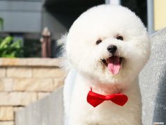 第一次养比熊怎么养 新手适合养比熊吗?