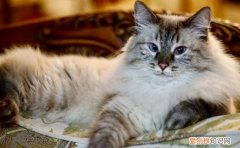 山猫布偶和山猫布偶配 山猫布偶和布偶的区别