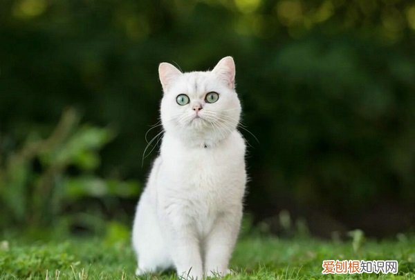 猫咪翘尾巴啥意思 猫翘尾巴是什么意思，猫