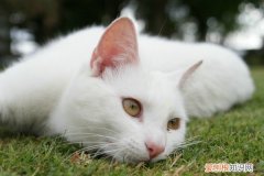 猫咪大概什么时候打疫苗 猫咪什么时候打疫苗，猫