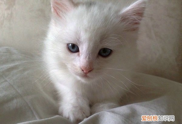 猫呼吸急促腹部起伏很大 猫咪呼吸急促腹部起伏，猫
