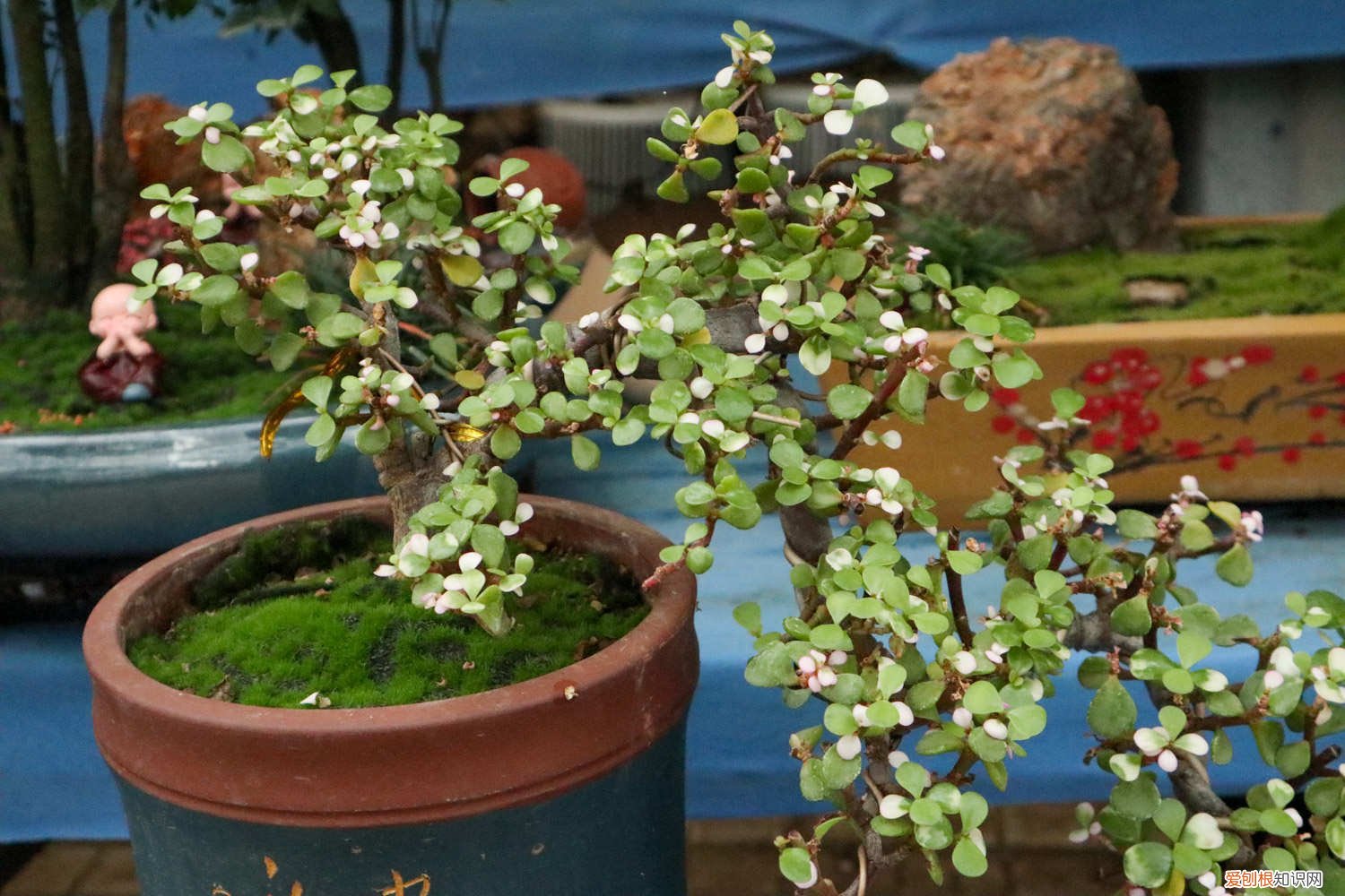 金枝玉叶冬天几天浇一次水 金枝玉叶冬天怎样浇水，冬天可以剪枝吗