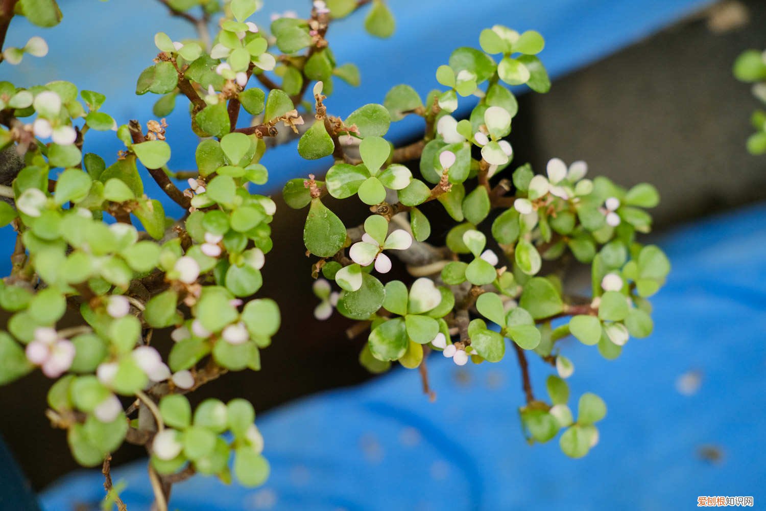 金枝玉叶喜欢什么样的土壤和肥料 金枝玉叶喜欢水吗，喜欢什么样的土壤