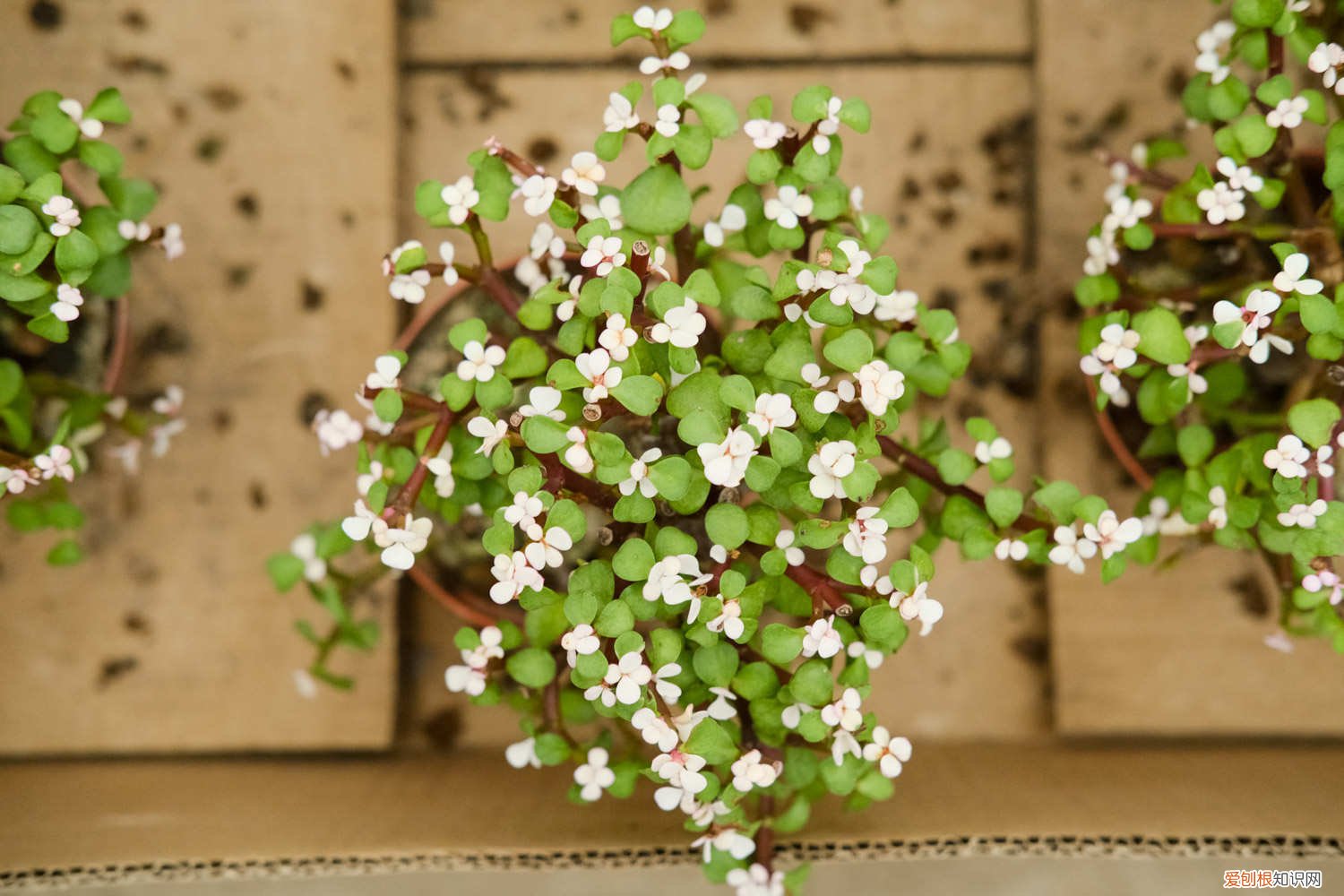 金枝玉叶喜欢什么样的土壤和肥料 金枝玉叶喜欢水吗，喜欢什么样的土壤