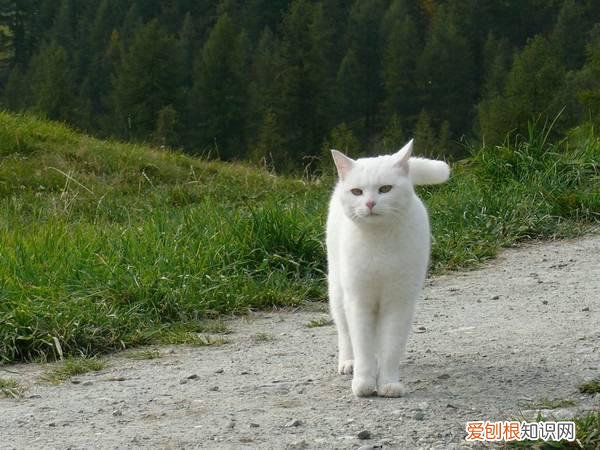 猫咪的寿命大约是多少年 猫咪的寿命是多少岁,猫
