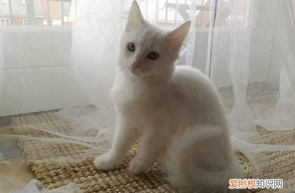 猫对人哀嚎一样怪叫怎么回事 猫突然哀嚎一样怪叫，猫