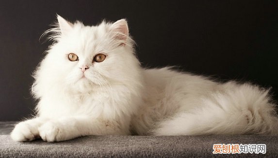 猫猫有猫砂为什么还乱拉屎 猫会用猫砂但是乱拉屎，猫