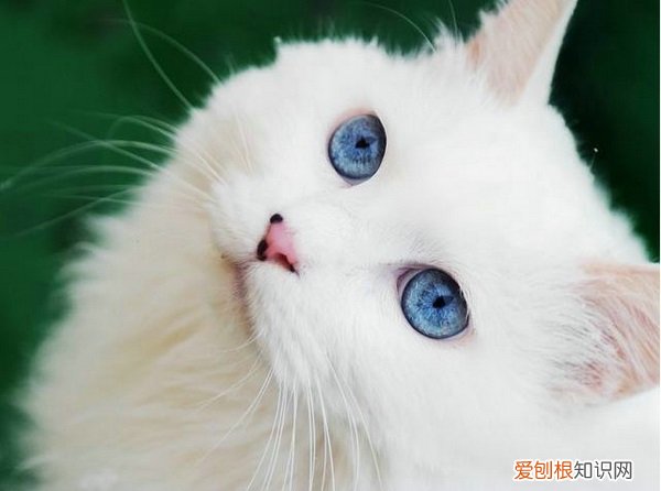 怎么能让猫晚上不闹 如何让猫咪晚上不闹腾,猫