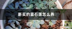 蓝石莲多肉植物怎么养 新买的蓝石莲怎么养