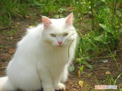 猫的鼻子干燥 猫的鼻子干，猫