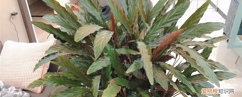 紫背竹芋好养活吗 新买的紫背竹芋怎么养