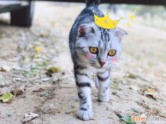 猫生产要多久,猫会发情 猫生产要多久，猫