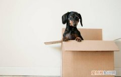 吉娃娃好养吗,有哪些困惑呢 养吉娃娃的坏处是什么