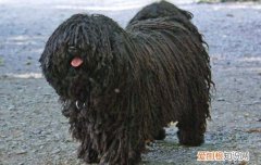 小鹿犬贵还是吉娃娃贵 小鹿犬和吉娃娃哪个贵